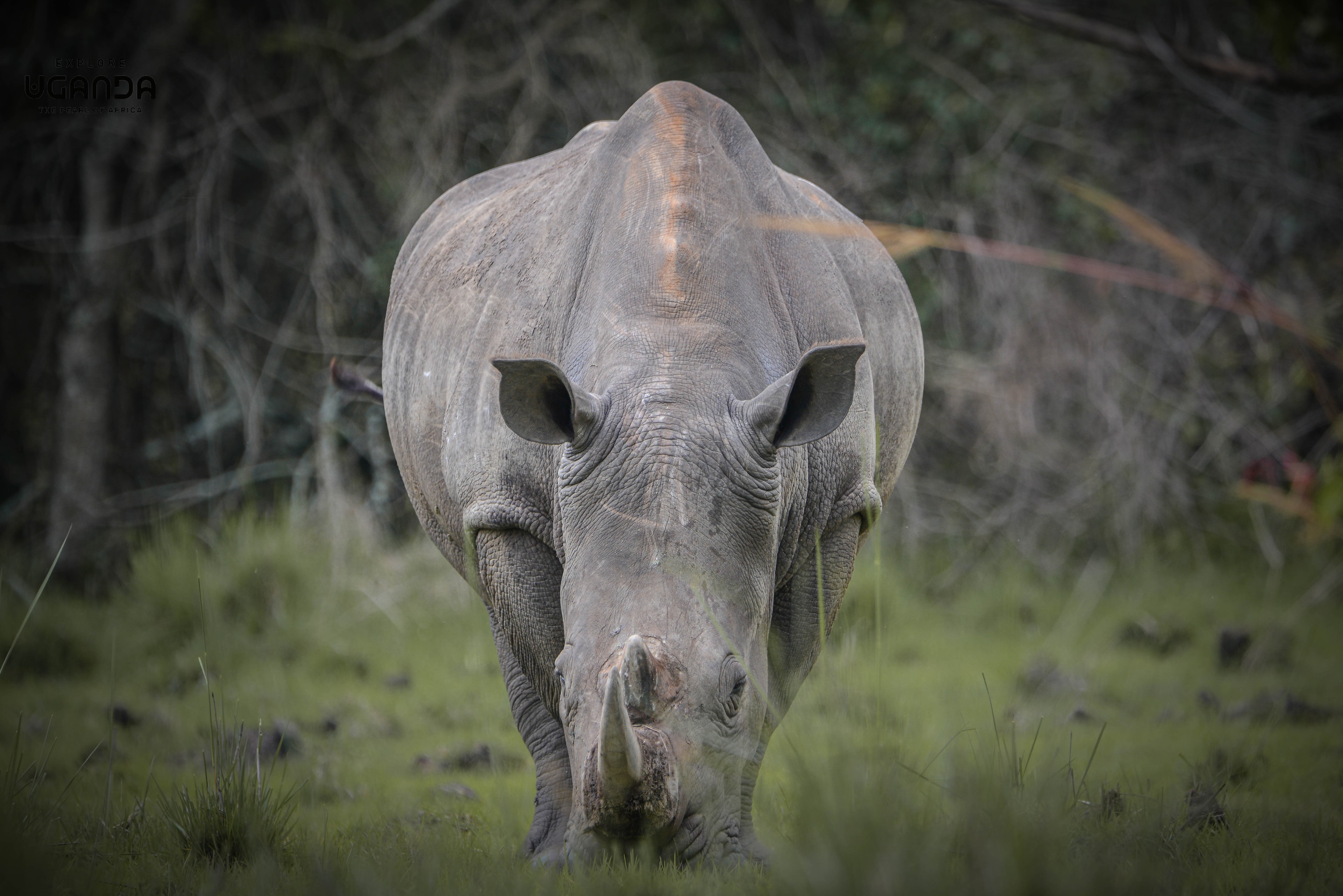 The Ultimate Wild Uganda Safari