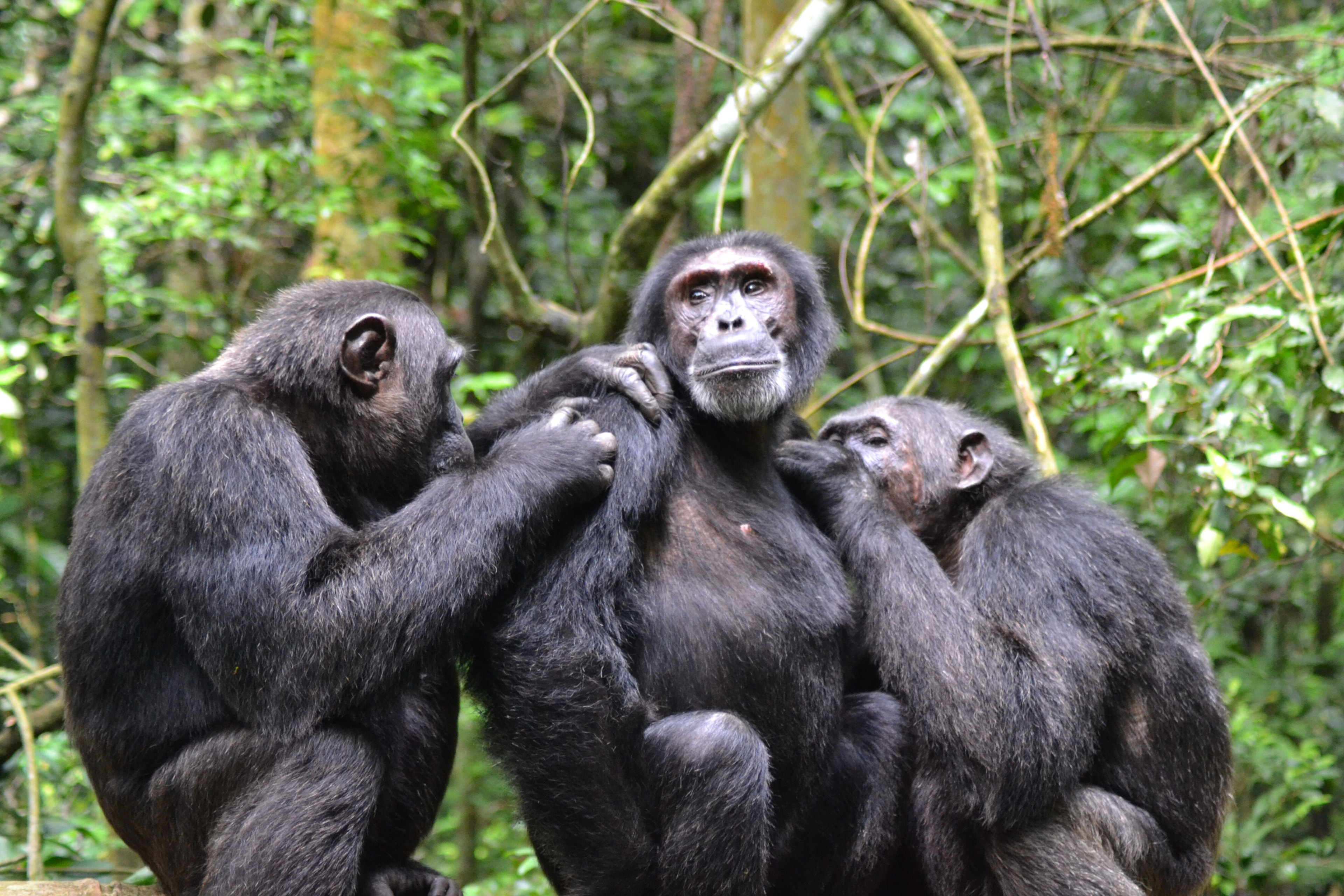 The Ultimate Wild Uganda Safari 3