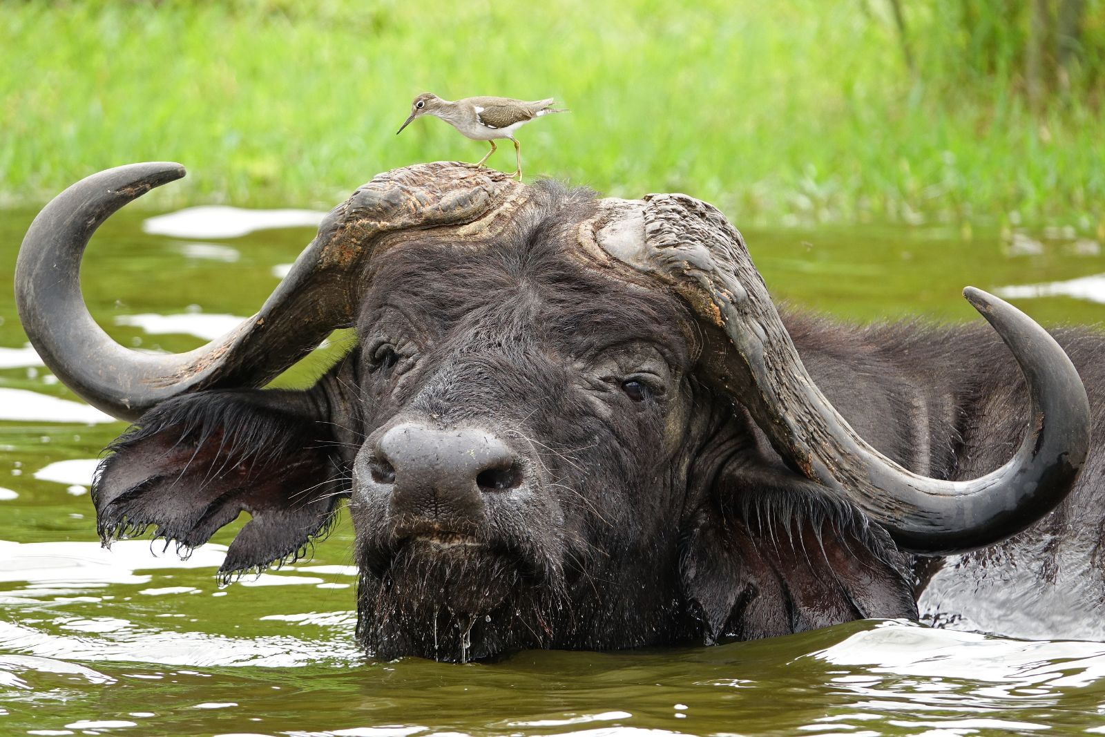 The Ultimate Wild Uganda Safari 5